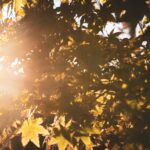 Temperaturi normale, săptămâna viitoare, la București. Arhiva