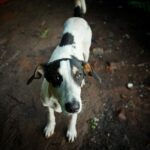 Târg de adopții de căței/ Foto: Unsplash