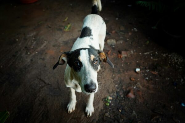Târg de adopții de căței/ Foto: Unsplash