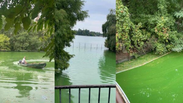 De unde vine mirosul groaznic de la Muzeul Satului din București. Foto Garda de Mediu