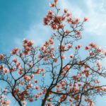 red and white flowers under blue sky during daytime