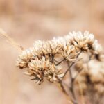 brown-petaled flower