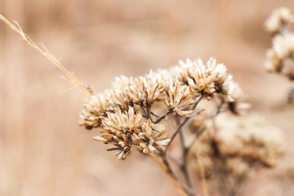 brown-petaled flower