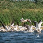 Cercetători de la Universitatea București, într-un studiu internațional. Foto Pexels/Andrei Prodan