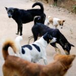 black and white short coated dogs