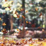 selective focus photography of orange and brown falling maple leaves