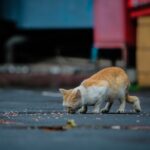 an orange and white cat eating food off the ground