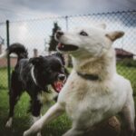 two black and white dogs near link fence