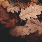 brown withered leaves with water dews closeup photo