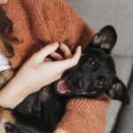 Ultimul târg de adopții anul 2024. Foto: unsplash.com / Veronika Jorjobert