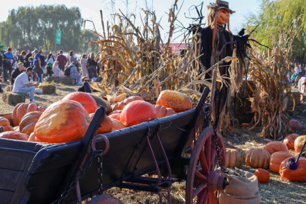 Festivalul de Halloween din Sectorul 6 nu va mai avea loc pe Insula Lacul Morii în 2025. Bilanțul ediției din acest an. Foto: PS6
