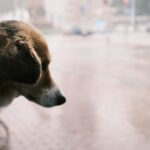 a dog looking out a window on a rainy day