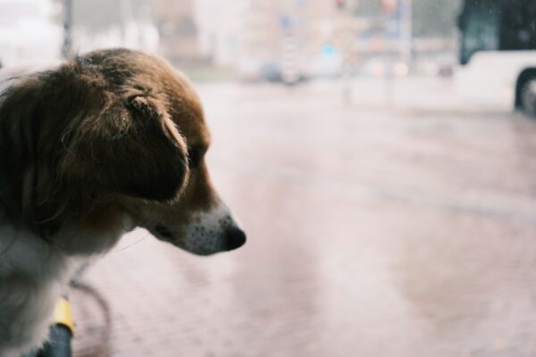 a dog looking out a window on a rainy day