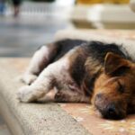 puppy lying on stair