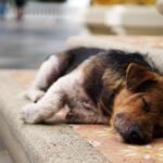 puppy lying on stair