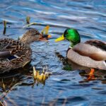 brown and green mallard duck on water
